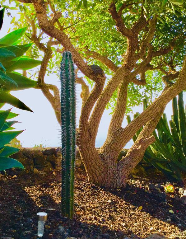 Tigalate Finca Valentina المظهر الخارجي الصورة