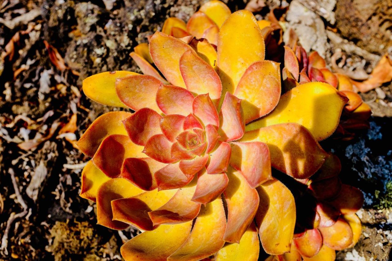 Tigalate Finca Valentina المظهر الخارجي الصورة